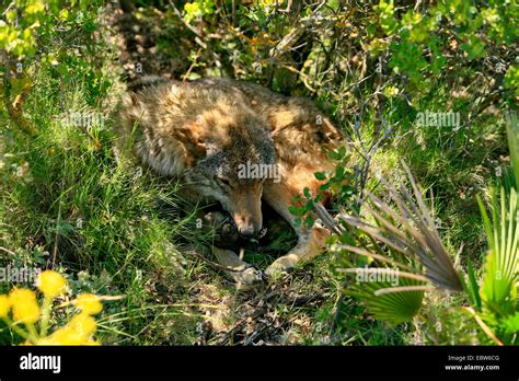 Iberic Wolf, Iberian Wolf (Canis lupus signatus), with 14 days old pups, Spain Stock Photo - Alamy