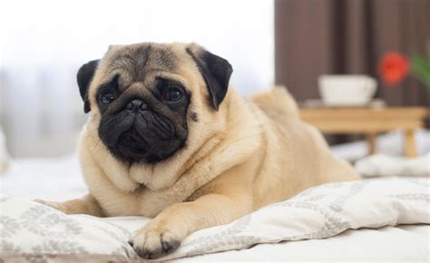 The Pug Care Guide: Personality, History, Food, and More - The Farmer's Dog