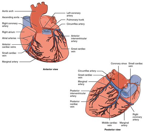 19.1 Heart Anatomy – Douglas College Human Anatomy and Physiology I ...