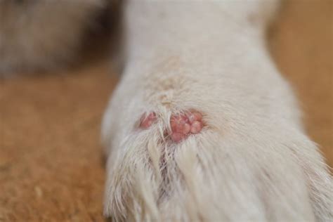 Canine Papilloma Virus | Great Pet Care