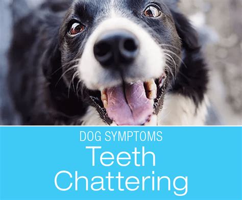 Teeth Chattering in Dogs: Symptoms to Watch for in Your Dog