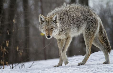 Rabid Coyote Attacks Two Women in Upstate New York | Sporting Classics ...