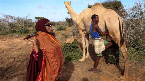 Meet Somalia’s trailblazing female camel trader | Women | Al Jazeera