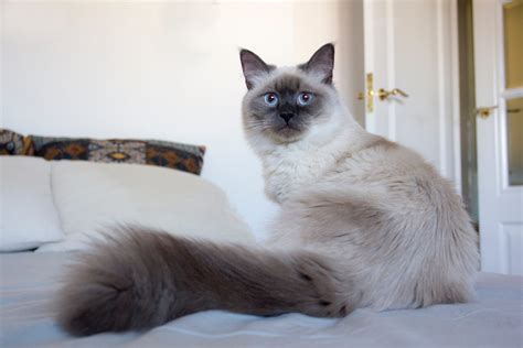 Siamese Cats Hypoallergenic