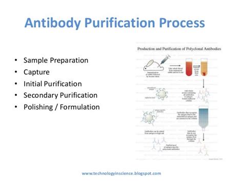 Antibody Purification Methods