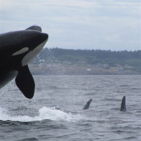 Whale Watching Friday Harbor, WA-love whale watching anywhere, a full ...