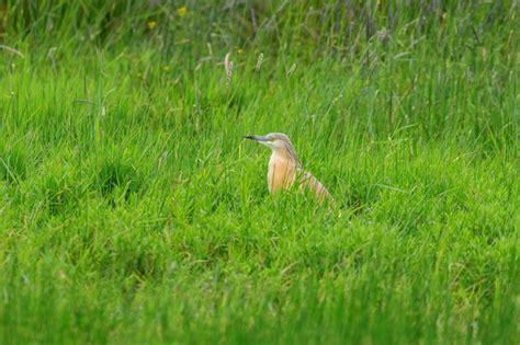 Premium Photo | Squacco heron in marshy grassland habitat