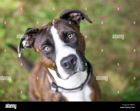 A brindle and white American Bulldog mixed breed dog looking up at the ...