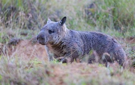 Northern Hairy Nosed Wombat – National Parks Association of Queensland