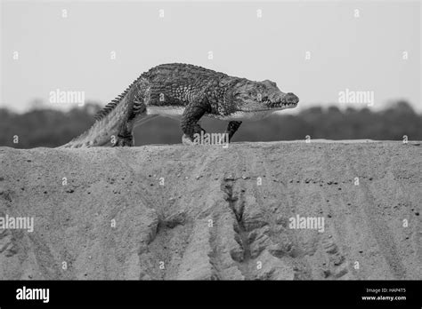 Nile Crocodile,running on land Stock Photo - Alamy