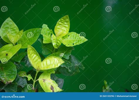 Japanese Jasmine Ornamental Plants in the Afternoon Stock Photo - Image of botanical, bright ...