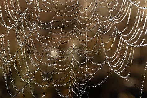 Close-up of Dew Drops on a Spider Web Stock Image - Image of crawl ...