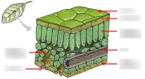 Diagram of Leaf Anatomy- Label the Leaf | Quizlet