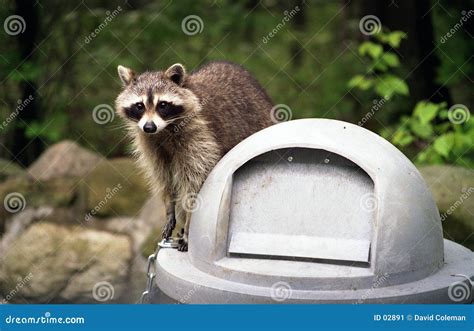 Raccoon On Trashcan Stock Image - Image: 2891