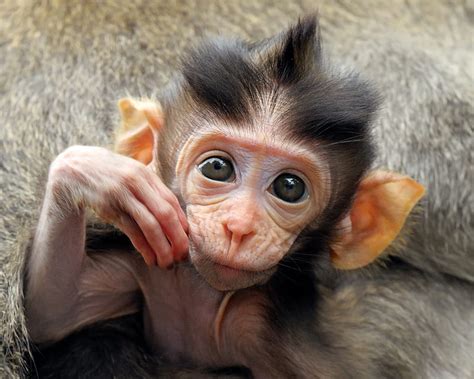 Cute Monkey, animals, cute, funny, humor, monkey, HD wallpaper | Peakpx