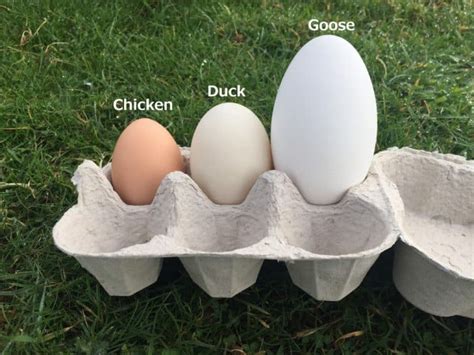 Goose Eggs for Sale! | Chilcotts Farm