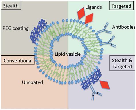 Schematic representation of conventional and modified liposomes. | Download Scientific Diagram