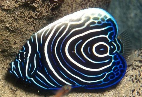 Marine Life: Juvenile Emperor Angelfish