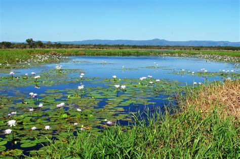 Plants and Animals - WOW WETLANDS