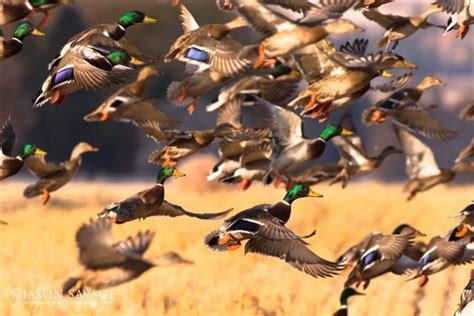 Pin by Travis Callis on Mallard duck | Duck hunting, Mountains, Fish pet