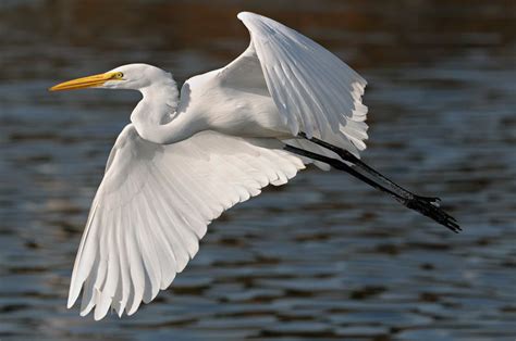 Great White Egret Photography in flight Fishing and Playing | Birds ...