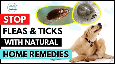 Natural Homemade Remedies to get rid of Fleas & Ticks on your dog 🦟 🕷 ...