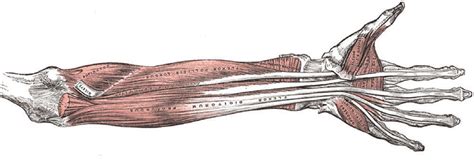 The FDp myotendinous junction is a tendinous sheet rather than... | Download Scientific Diagram