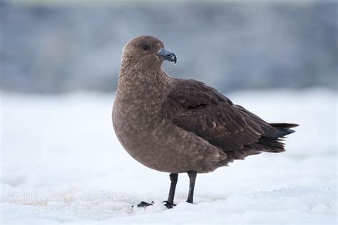 Brown Skua, Antarctic Skua Photo, Stock Photograph of a Brown Skua, Antarctic Skua, Stercorarius ...