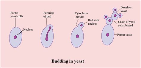 In the figure of budding in Yeast, structures a, b, c, and d should be ...