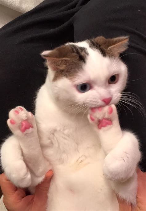 15 adorable pictures of kitty toe beans!