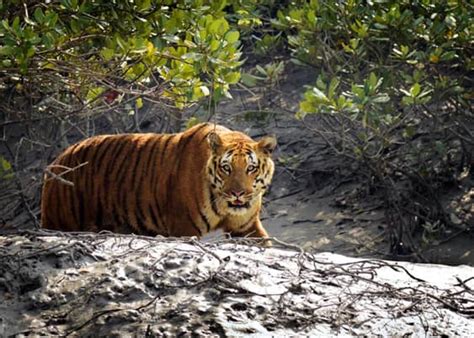 Wildlife tours, Sundarban Tiger safari India, Tiger tours photography