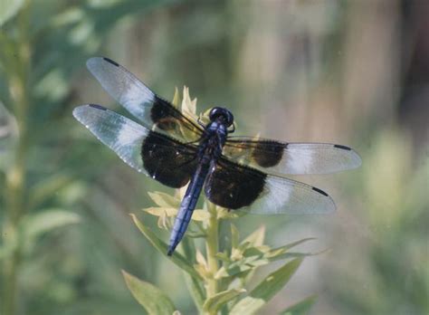 Dragonfly Image Gallery -- Illinois State Museum