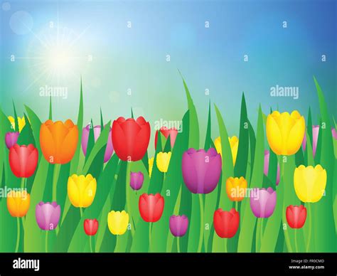 Tulip flowers field and blue sky. Vector illustration Stock Vector Image & Art - Alamy