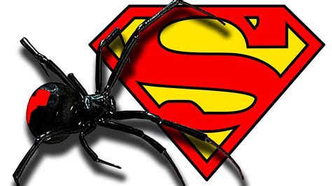 Deadly Redback Spider See The Web Find The Spider - YouTube