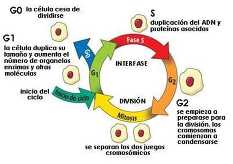 Imagen del ciclo celular. La interfase está compuesta por la fase G1 (crecimiento celular ...