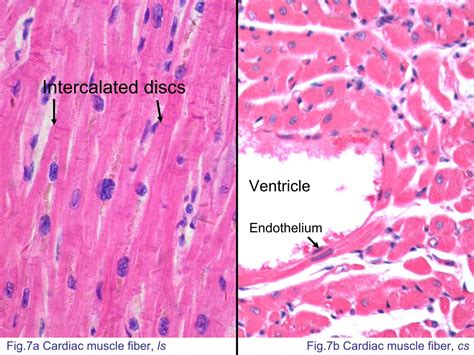 Cardiac Muscle Fiber Cell - Goimages Urban