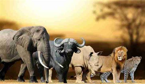 What are Africa’s Big Five? » Inspire African Safaris