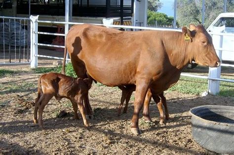 Bonsmara twins | Cattle farming, Cattle, Horses