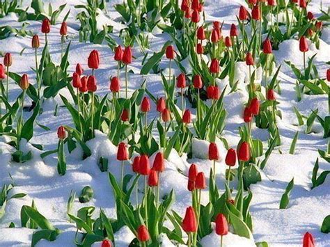 1024x768 Winter Tulips Flowers Snow Frost Seasons Ice Blooms Flower Hd ... | Flowers, Tulips ...