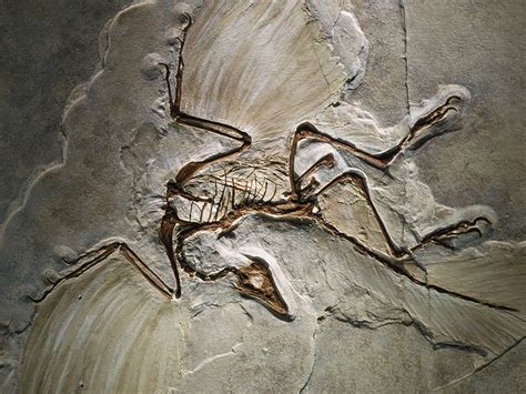 The World's Oldest Bird Fossil | The Institute for Creation Research