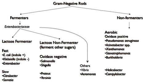 Micro-6-Gram Negative Bacteria Flashcards | Quizlet