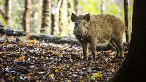 Farmers in Scotland see wild boar pulling apart and eating sheep - BBC News