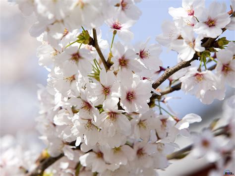 Flor Blanca | Flores de cerezo japonesas, Flores blancas, Fotos de flores