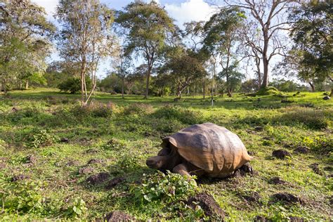 Insider’s Guide to Santa Cruz, Galapagos | Celebrity Cruises