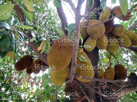 Jackfruit On Tree In Thailand Southeast Asia Stock Photo - Download Image Now - Asia, Branch ...