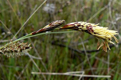 Wildflowers of Andalucia: Carex flacca