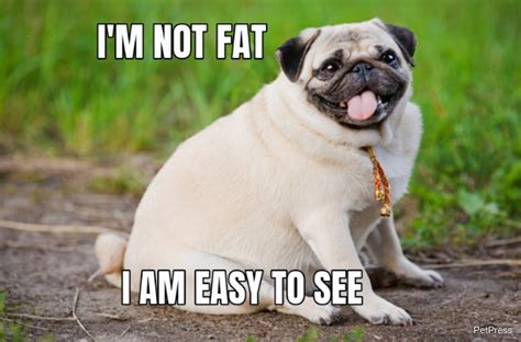 10+ Funny fat dog memes | Page 3 of 3 | PetPress