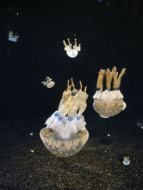 Upsidedown Jellyfish | Smithsonian Photo Contest | Smithsonian Magazine