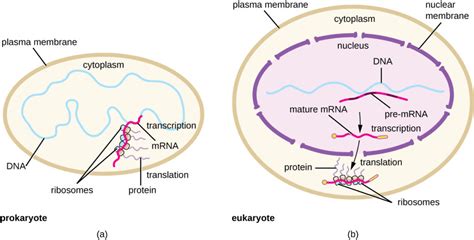 Prokaryotic Transcription and Translation | Biology for Majors I