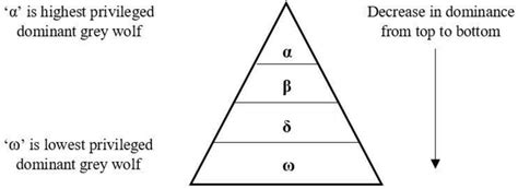 Hierarchy of Grey Wolves. | Download Scientific Diagram